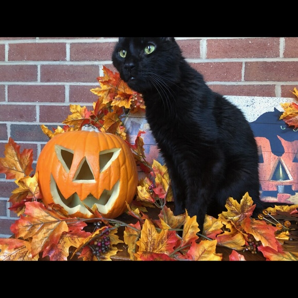 Meet your Posher, Sarah - Picture 4 of 6